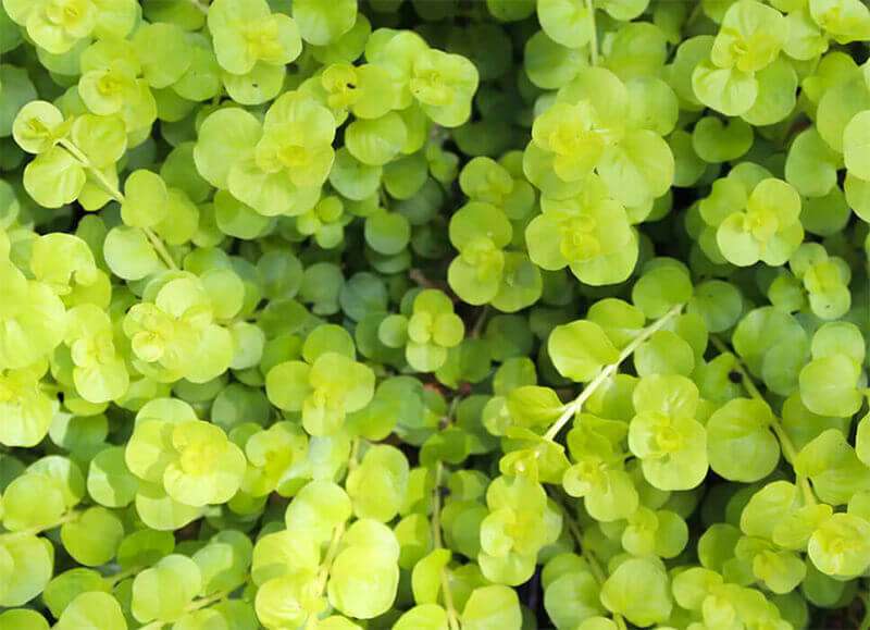 A close up of greenery.