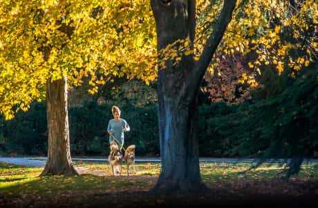 Woman walking two dogs in park