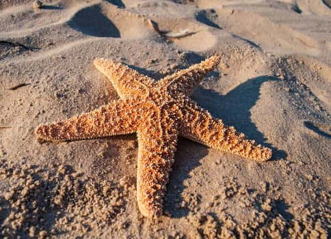 starfish in the sand